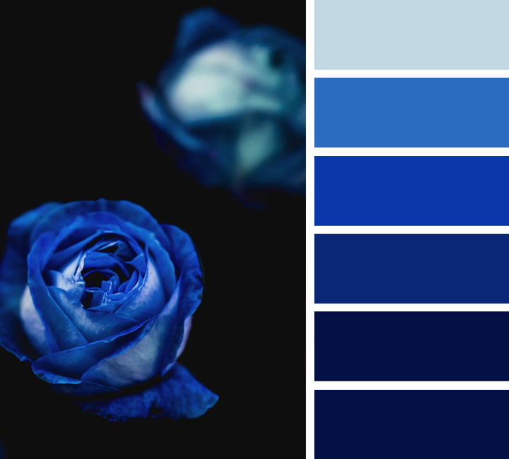 midnight blue and royal blue color scheme #color #colorpalette #midnightblue #royalblue