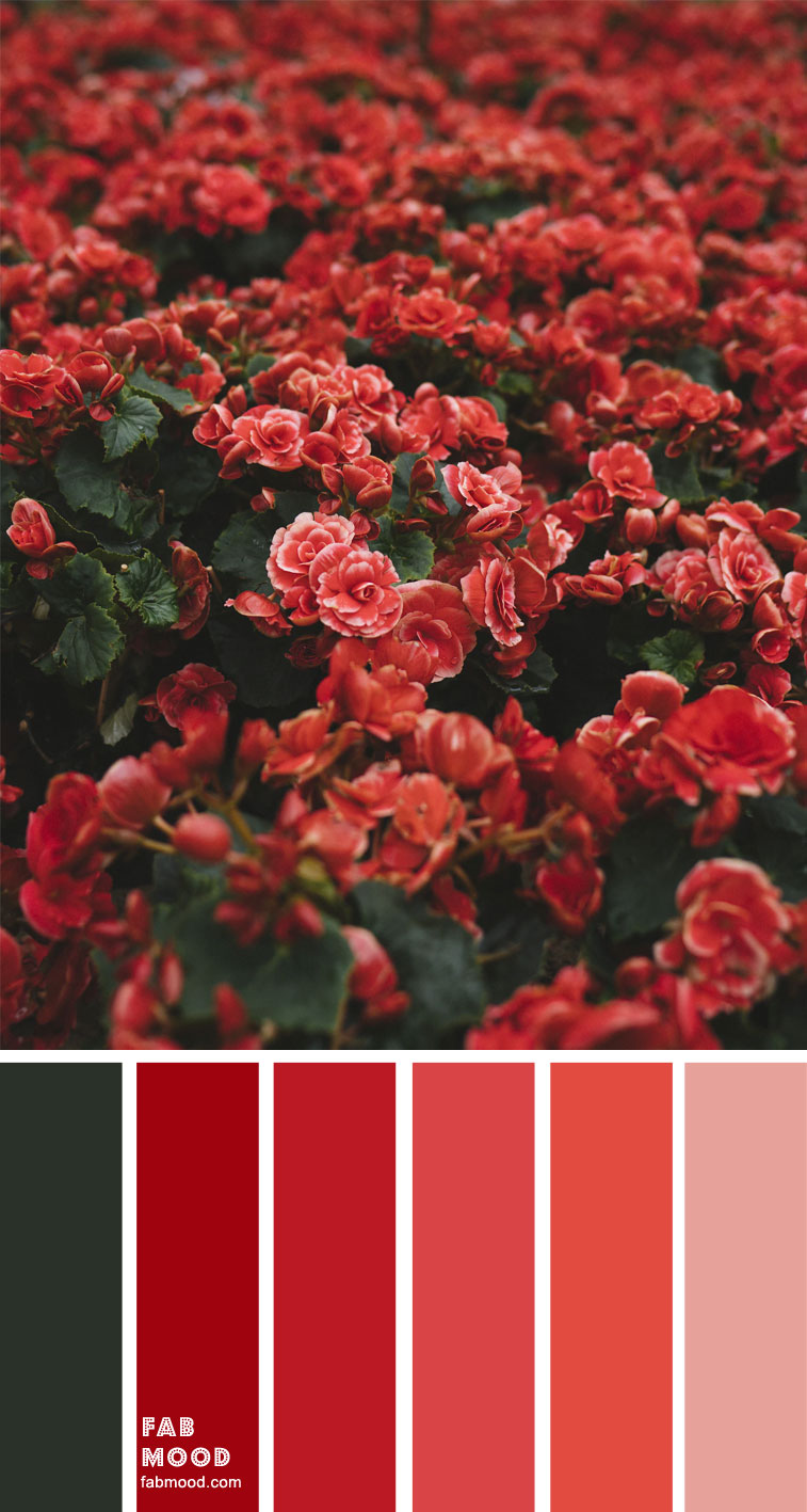 Red Color Combo – Color Palette #35