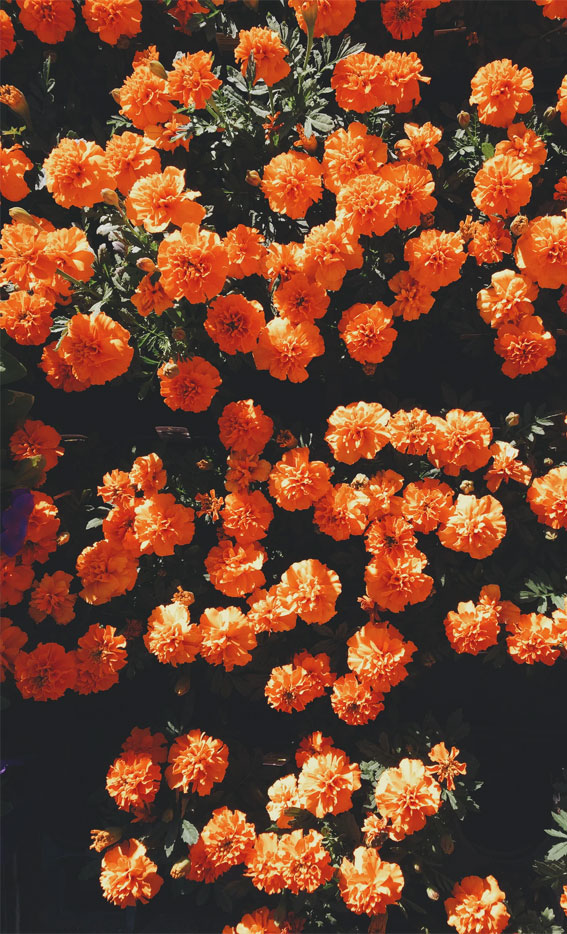 Orange Background Wallpaper | Cute Orange background aesthetic