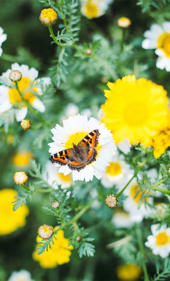 butterfly wallpaper, yellow wallpaper, spring aesthetic wallpaper, spring aesthetic , pink aesthetic wallpaper, spring wallpaper, cute wallpaper, iphone wallpaper, flower aesthetic, spring screensaver , spring background, spring iphone background