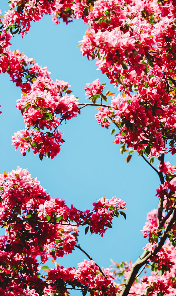 spring aesthetic wallpaper, spring aesthetic , pink aesthetic wallpaper, spring wallpaper, cute wallpaper, iphone wallpaper, flower aesthetic, spring screensaver , spring background, spring iphone background