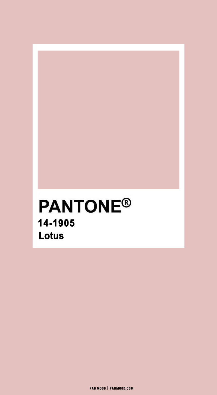 lotus pantone, pink wallpaper, blush pantone wallpaper, pantone color of the year 2022, wallpaper color images, iphone wallpaper photo, pantone wallpaper images