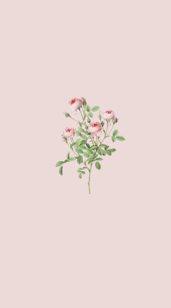 20 Cute Spring Wallpaper for Phone & iPhone : Rose Wallpaper