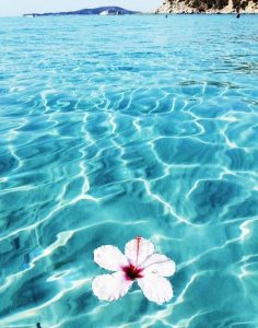 Captivating Moments in an Aesthetic Summer : Floating Tropical Flower 1 ...