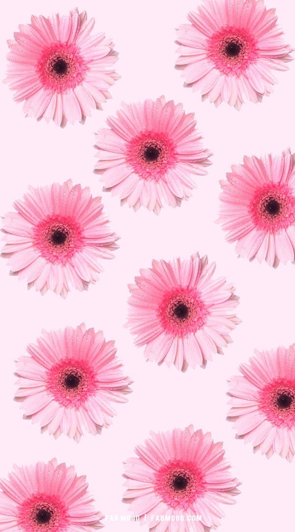 10 Flower Wallpaper Ideas for Phone & iPhone : Pink Daisy Wallpaper