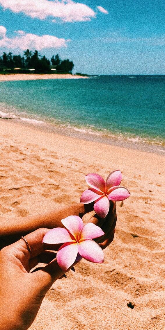 pink aloha, pink hibiscus flower, tropical flowers, hawaii aesthetic