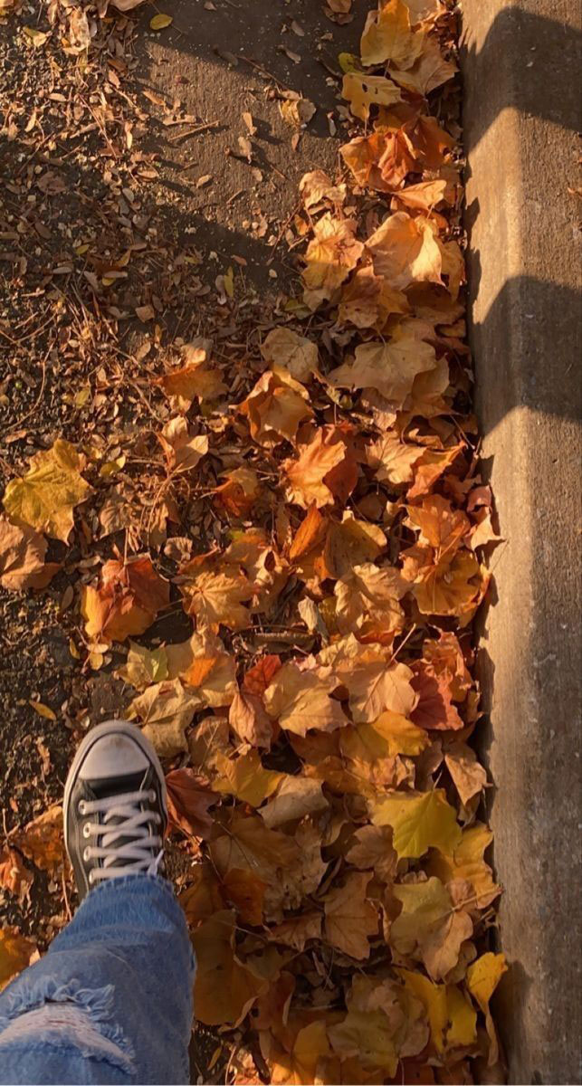 Capturing the Aesthetics of the Fall Season : Crisp Fall Leaves
