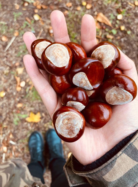 Capturing the Aesthetics of the Fall Season : Full Hand of Conkers