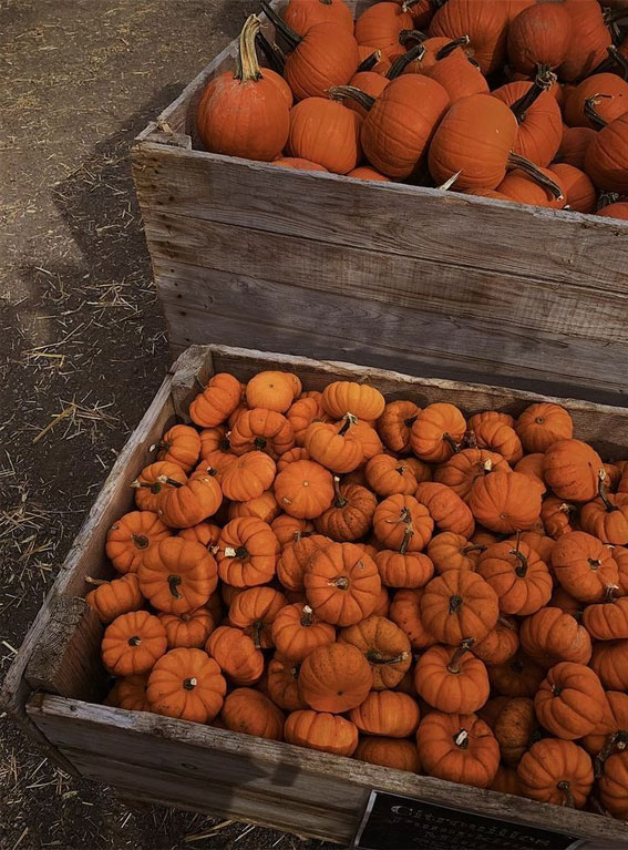 Capturing the Aesthetics of the Fall Season : Harvest Pumpkins