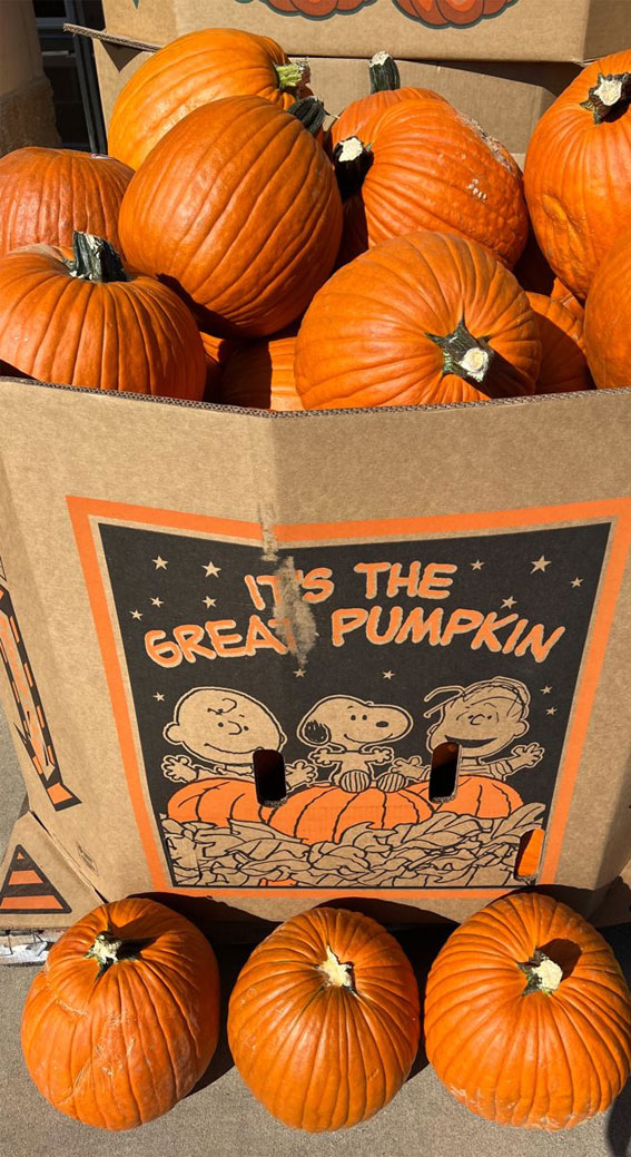 Capturing the Aesthetics of the Fall Season : It’s The Great Pumpkin