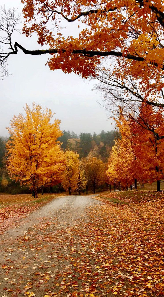Capturing the Aesthetics of the Fall Season : Autumn Timeless Landscape