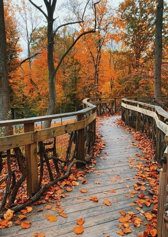 Capturing the Aesthetics of the Fall Season : Walking Bridge in The Park