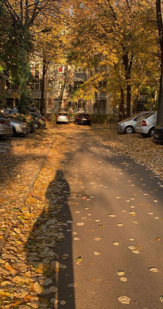 50 Visual Journeys Through Fall’s Aesthetics : Fall Leaves & Morning Shadow Light