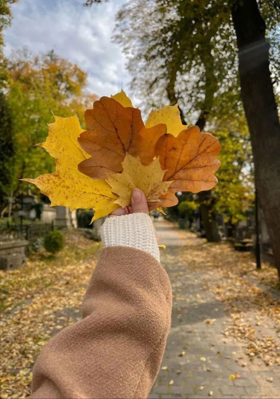 50 Visual Journeys Through Fall’s Aesthetics : Fall Leaves Again Fall ...