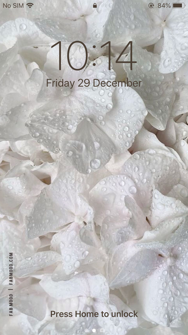 White Serenity Home Screen Wallpaper : White Flowers Adorned with Dewdrops
